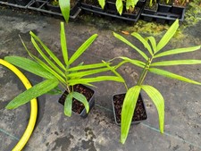 Ptychosperma pullenii - 11 cm Pot Rare Palm Seedling