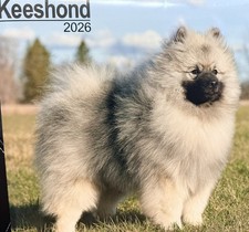 Keeshond Keeshonden dog
