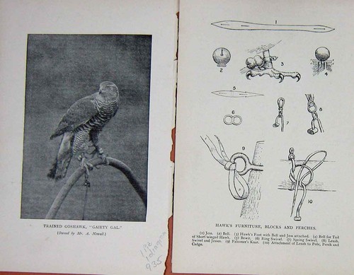 Old antique print 1900 - antique,