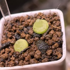 Exact Plant，2pcs Conophytum
