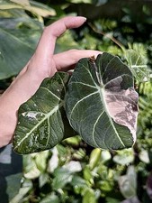 Alocasia black velvet pink Variegated | house plant | rare alocasia 
