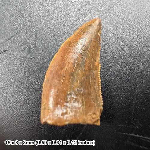 Genuine raptor dinosaur tooth