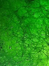 Cheato Algae, Cheatomorpha.