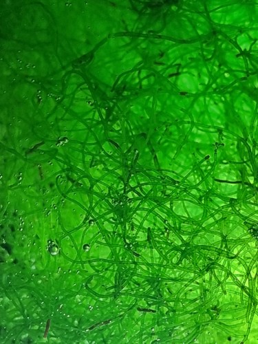 Cheato algae cheatomorpha - cheato, cheatomorpha.