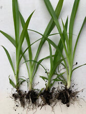 x4 Spider Plants Well Rooted 6inch+ || Air Purifier