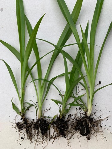 Spider plants well - x4,