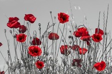 Red poppies grey - red, background