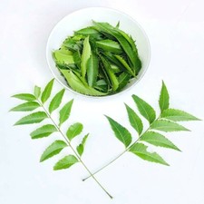 Neem Leaves Dried Natural