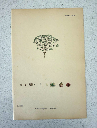 Antique botanical print - antique,