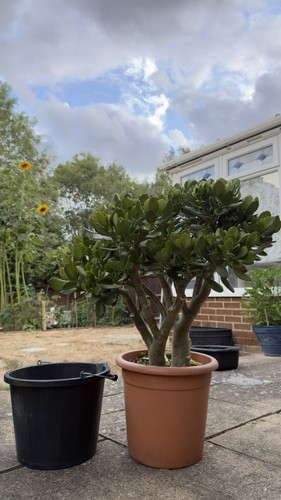 Large jade money tree - large,