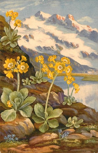 Primula auricula w fruh - auricula,