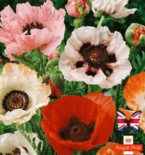 ORIENTAL POPPY 100 SEEDS MIX