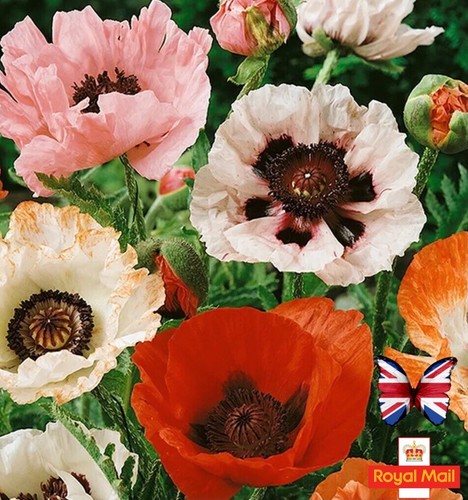 Oriental poppy 100 - 100, mix