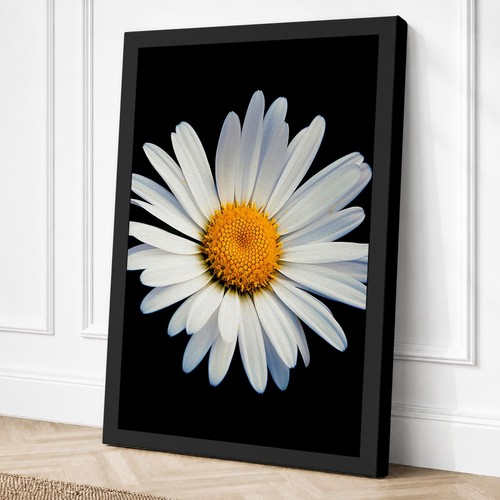 Daisy study botanical canvas - study,