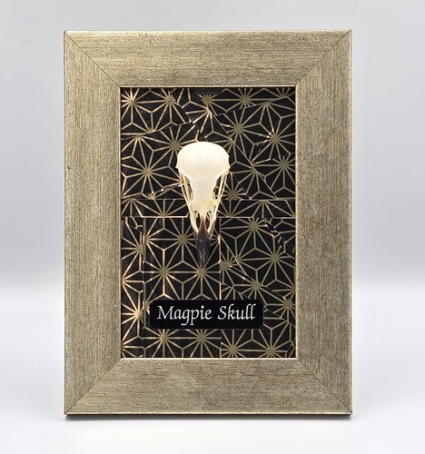 Framed genuine magpie skull - magpie,