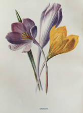 Antique Print c1900 –