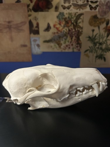 Taxidermy perfect fox - perfect,