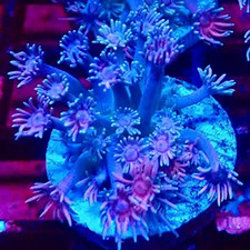 RAINBOW GONIOPORA FRAG - 10+