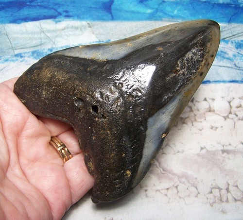 Megalodon shark tooth 8 - megalodon, 1/8"