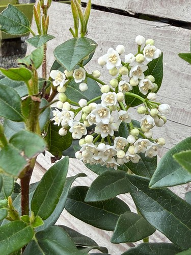 Viburnum tinus eve - tinus,