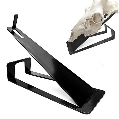 Deer skull mount - deer, home