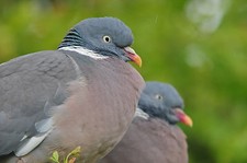 Wood Pigeons POSTCARD Bird