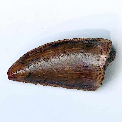 Dino teeth raptor tooth - dino,