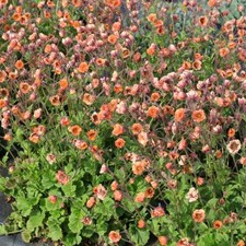 Geum 'TEMPO Orange' 9cm pot -