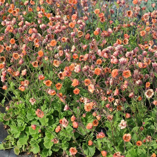 Geum tempo orange 9cm - orange', pot
