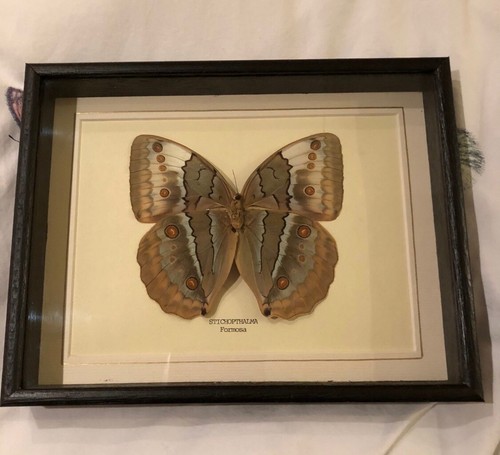 Real stichopthalma butterfly - real,