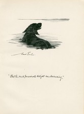 COCKER SPANIEL SWIMMING
