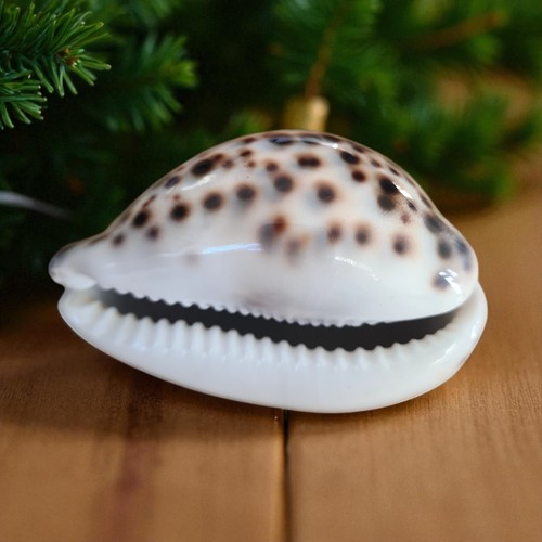 Seashells polished high - seashells,