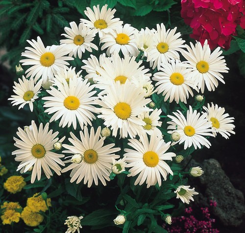 White chrysanthemum maximum - chrysanthemum,