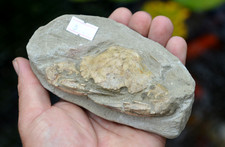 AMAZING FOSSIL CRAB FROM JAVA