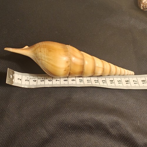 Spindle tibia sea shell - tibia,