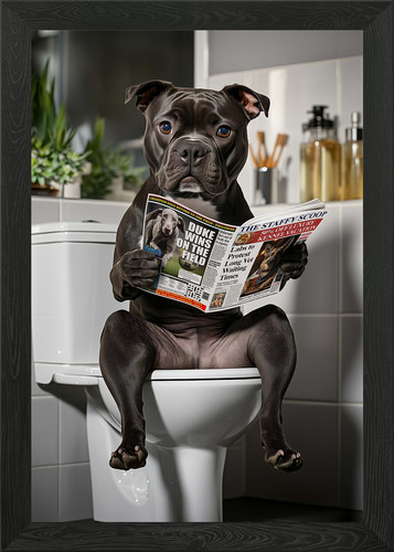 Staffy dog reading newspaper - staffy,