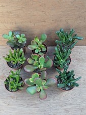 Various crassulas-  money