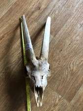 SCOTTISH GOAT SKULL GS 2 TAXIDERMY GOTHIC TATTOO ART CRAFTS