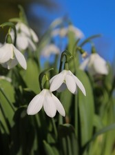 Galanthus elwesii 'Godfrey