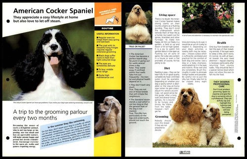 American cocker spaniel - cocker,