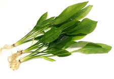 3x Amazon Sword Echinodorus Bleheri "Large" (25-35cm) Live Aquarium Plants