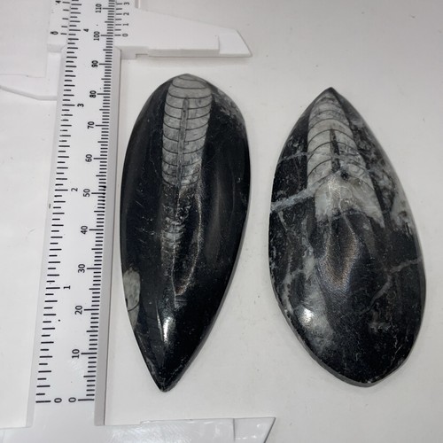 Devonian period orthoceras - period,