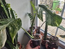 Monstera Albo 