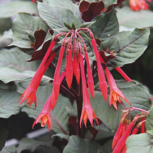 Fuchsia koralle plug - koralle, plants
