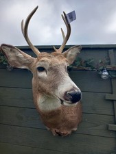  Taxidermy whitetail Stag Deer