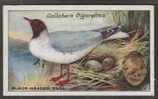 GALLAHER-BIRDS NESTS & EGGS