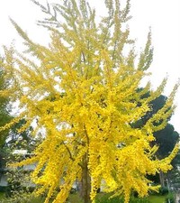 Ginkgo biloba | Maidenhair