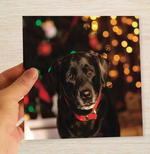 Black labrador christmas cards - black,