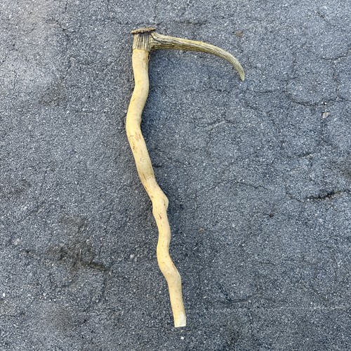 Vintage antler deer horn - deer,