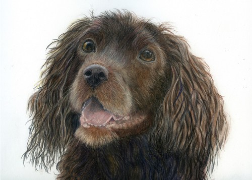 Cocker spaniel puppy - spaniel, puppy,